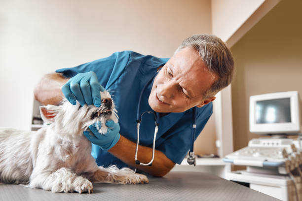 Best Same-Day Emergency Dentist in Lexington, WA